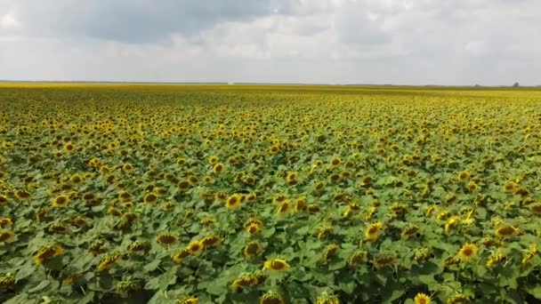 Céu Nublado Sobre Campo Girassol Vista Aérea Domínio Agrícola — Vídeo de Stock