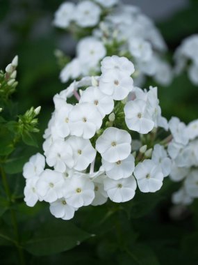 Beyaz feniks çiçeklerinin enfeksiyonu, yakın plan. Beyaz yapraklı çiçekler..