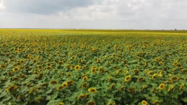 Ayçiçeği tarlasının üzerindeki bulutlu gökyüzü, hava manzarası. Tarım alanı.