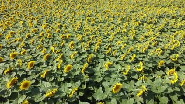 Girasoli Nel Campo Contadino Ondeggiano Nel Vento Campo Girasole — Video Stock