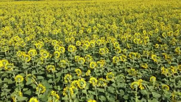 Vliegen Een Zonnebloemenveld Bloeiende Zonnebloemen Het Veld Van Een Boer — Stockvideo