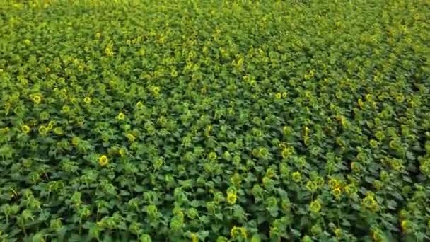 Volando Sobre Vasto Campo Girasol Campo Agrícola Vista Aérea — Vídeo de stock