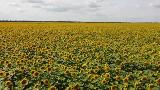 Ett Blommande Solrosfält Solig Dag Moln Den Blå Himlen Landskap — Stockvideo