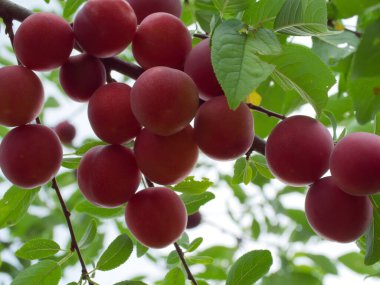 Dalda bir sürü olgun kiraz eriği var. Olgun meyveler yakın plan..