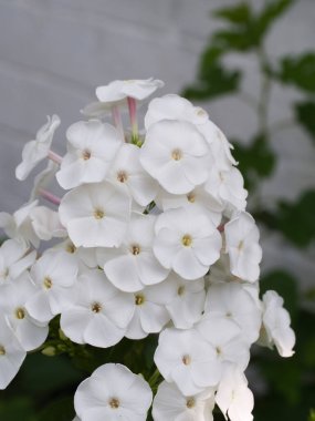 Beyaz feniks çiçeklerinin enfeksiyonu, yakın plan. Beyaz yapraklı çiçekler..