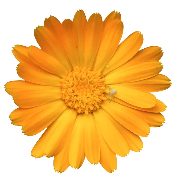Flor Caléndula Naranja Vista Superior Una Araña Una Flor Aislado — Foto de Stock