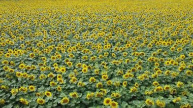 Çiftçi tarlasında ayçiçekleri rüzgarda sallanıyor. Ayçiçeği tarlası.