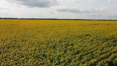 Güneşli bir günde çiçek açan bir ayçiçeği tarlası. Mavi gökyüzünde bulutlar, manzara.