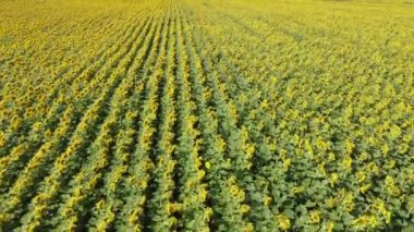 Bir ayçiçeği tarlasının üzerinde uçmak. Çiftçi tarlasında açan ayçiçekleri.