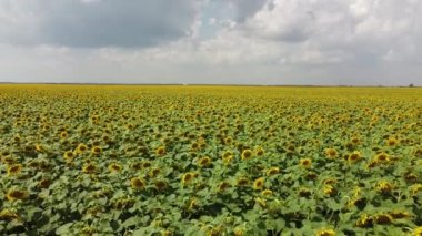 Ayçiçeği tarlasının üzerindeki bulutlu gökyüzü, hava manzarası. Tarım alanı.