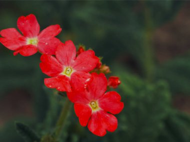Bulanık yeşil arka planda birkaç pembe verbena çiçeği..