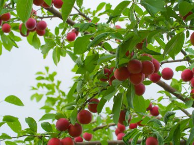 Ağaç dalında bir sürü olgun kiraz eriği var..