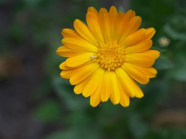 Turuncu takvim çiçeği, üst manzara. Çiçekte küçük bir örümcek.