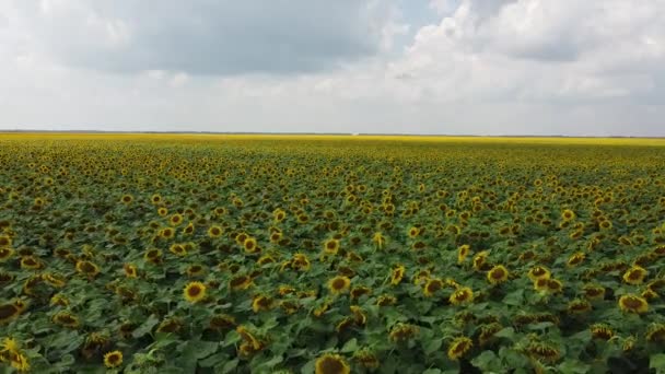 Bewolkte Lucht Boven Een Zonnebloemenveld Vanuit Lucht Gezien Landbouwgebied — Stockvideo