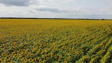 Güneşli bir günde çiçek açan bir ayçiçeği tarlası. Mavi gökyüzünde bulutlar, manzara.