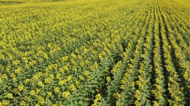 Bir ayçiçeği tarlasının üzerinde uçmak. Çiftçi tarlasında açan ayçiçekleri.