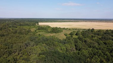 Mavi gökyüzünün altında yoğun yeşil orman, güneşli yaz havası. Manzara.