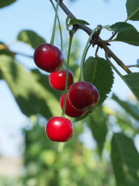 Ağaç dalında kırmızı kiraz, yakın plan. Olgun meyveler.