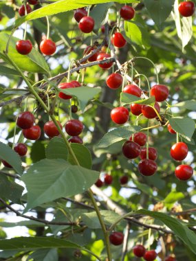 Ağaç dalında bir sürü olgun kiraz. Olgun kırmızı meyveler.