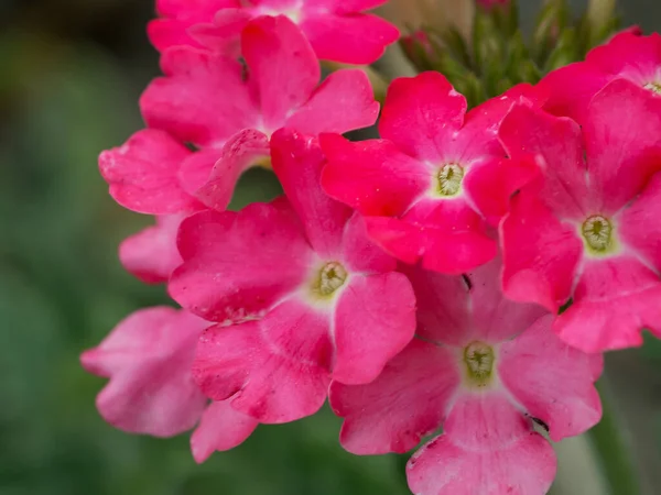 Eisenkraut Blüht Nahaufnahme Ein Blütenstand Aus Kleinen Rosa Blüten — Stockfoto