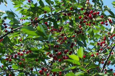 Bir kiraz ağacının dallarında bir sürü kırmızı dut vardır..