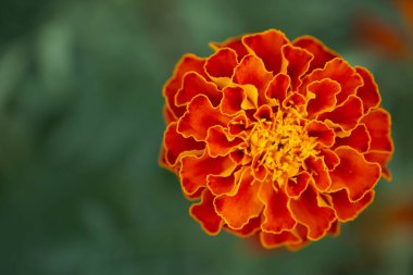 Marigold çiçeği yakın plan. Bulanık arkaplanda turuncu kadife çiçeği.