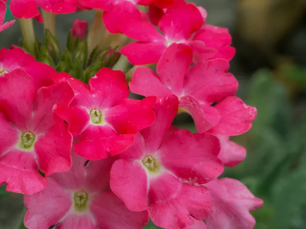 Λουλούδια Βερμπένα Κοντινό Πλάνο Μια Ταξιανθία Μικρών Ροζ Λουλουδιών — Φωτογραφία Αρχείου