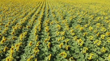 Çiftçi tarlasında ayçiçekleri rüzgarda sallanıyor. Ayçiçeği tarlası.