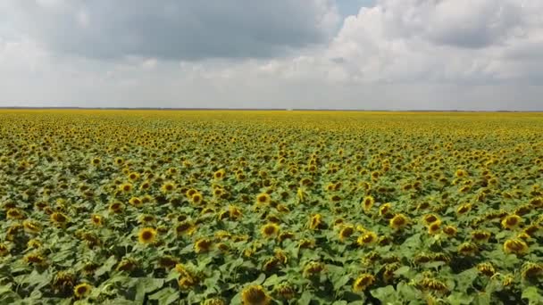 ひまわり畑の上に曇った空 空の景色 農業分野 — ストック動画