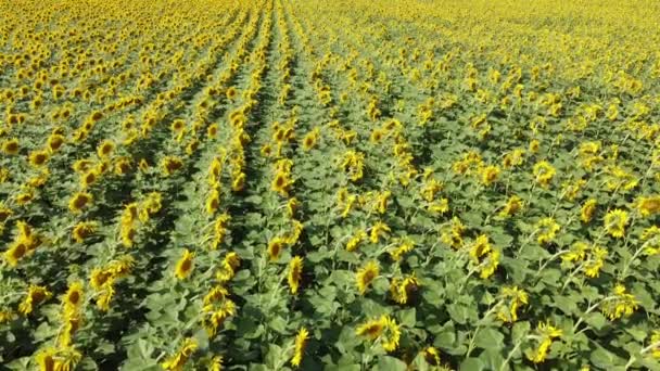Słoneczniki Polu Farmera Kołyszą Się Wietrze Pole Słonecznika — Wideo stockowe