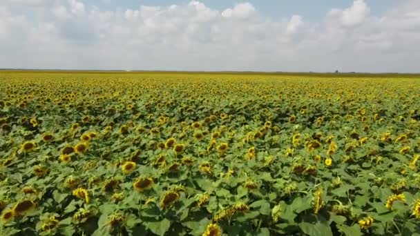 Квітуче Соняшникове Поле Сонячний День Хмари Блакитному Небі Пейзаж — стокове відео