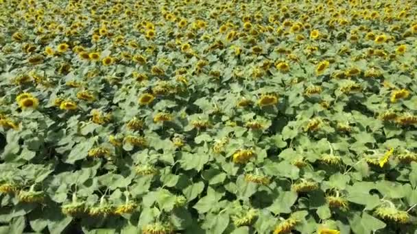 Létání Nad Slunečnicovým Polem Kvetoucí Slunečnice Farmářském Poli — Stock video