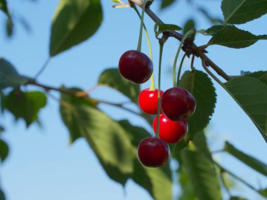 Ağaç dalında kırmızı kiraz, yakın plan. Olgun meyveler.