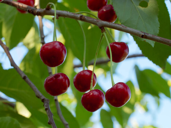 Несколько спелых красных вишен на веточке. Ягоды крупным планом.