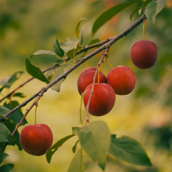 Dojrzała Czerwona Wiśniowa Śliwka Gałęzi Zbliżenie Owoce Domowe — Zdjęcie stockowe