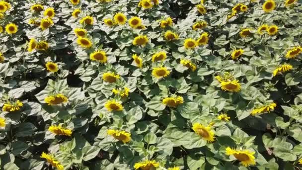 Tournesols Dans Champ Fermier Vue Dessus Vidéographie Tournesols Fleurs — Video