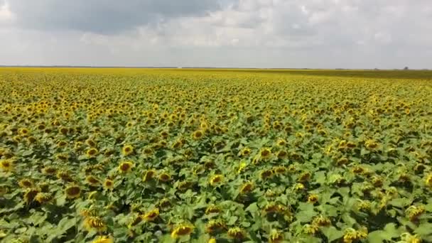 Een Bloeiende Zonnebloemenveld Een Zonnige Dag Wolken Blauwe Lucht Landschap — Stockvideo