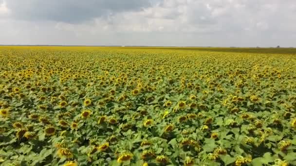 Квітуче Соняшникове Поле Сонячний День Хмари Блакитному Небі Пейзаж — стокове відео