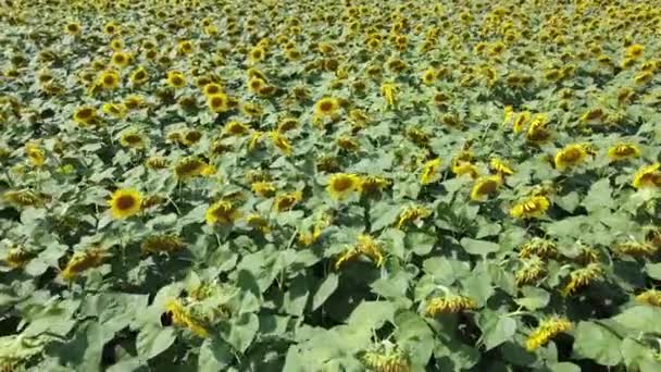 Volare Girasoli Fioriti Nel Campo Vista Dall Alto — Video Stock