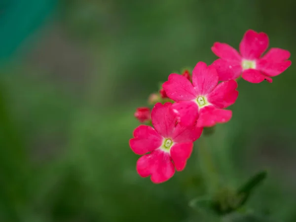 Ein Paar Rosa Eisenkraut Blüten Auf Einem Verschwommenen Grünen Hintergrund — Stockfoto