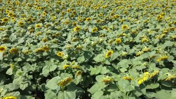 Volare Campo Girasole Girasoli Fiore Nel Campo Contadino — Video Stock