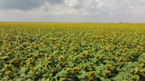 Квітуче Соняшникове Поле Сонячний День Хмари Блакитному Небі Пейзаж — стокове відео