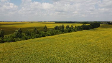 Gün boyunca ayçiçeği tarlasının üzerindeki bulutlu gökyüzü, hava manzarası. Ayçiçeği tarlasının ortasında ağaçlar.
