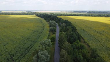 İki ayçiçeği tarlası arasında dar bir yol. Yolun her iki tarafında ağaçlar yetişir, manzara....