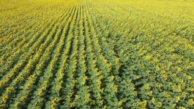 Çiftçi tarlasında ayçiçekleri rüzgarda sallanıyor. Ayçiçeği tarlası.