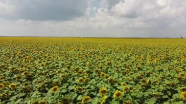 Güneşli bir günde çiçek açan bir ayçiçeği tarlası. Mavi gökyüzünde bulutlar, manzara.