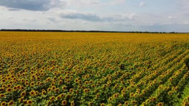 Ayçiçeği tarlasının üzerindeki bulutlu gökyüzü, hava manzarası. Tarım alanı.