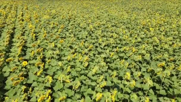Survoler un champ de tournesol. Tournesols en fleurs dans un champ fermier.