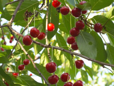 Olgun kırmızı böğürtlenler bir meyve ağacının dallarında asılı. Olgun kirazlar.