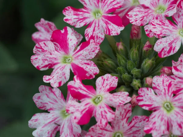 Λουλούδια Βερμπένα Κοντινό Πλάνο Μια Ταξιανθία Μικρών Λουλουδιών Ποικιλόμορφα Κόκκινα — Φωτογραφία Αρχείου
